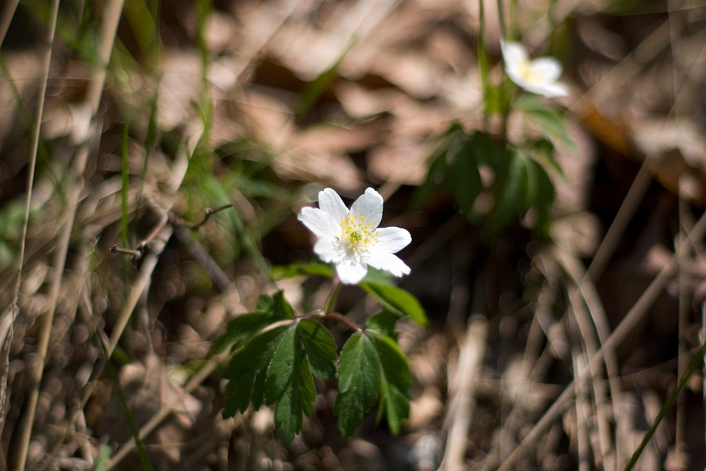SG1S8165.jpg