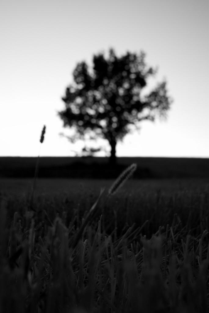 IMGP9012-01.jpg