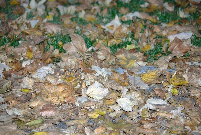wro-13102008-02.jpg