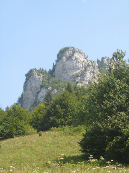 ajos-436