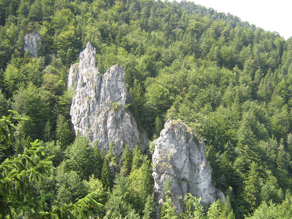 ajos-447