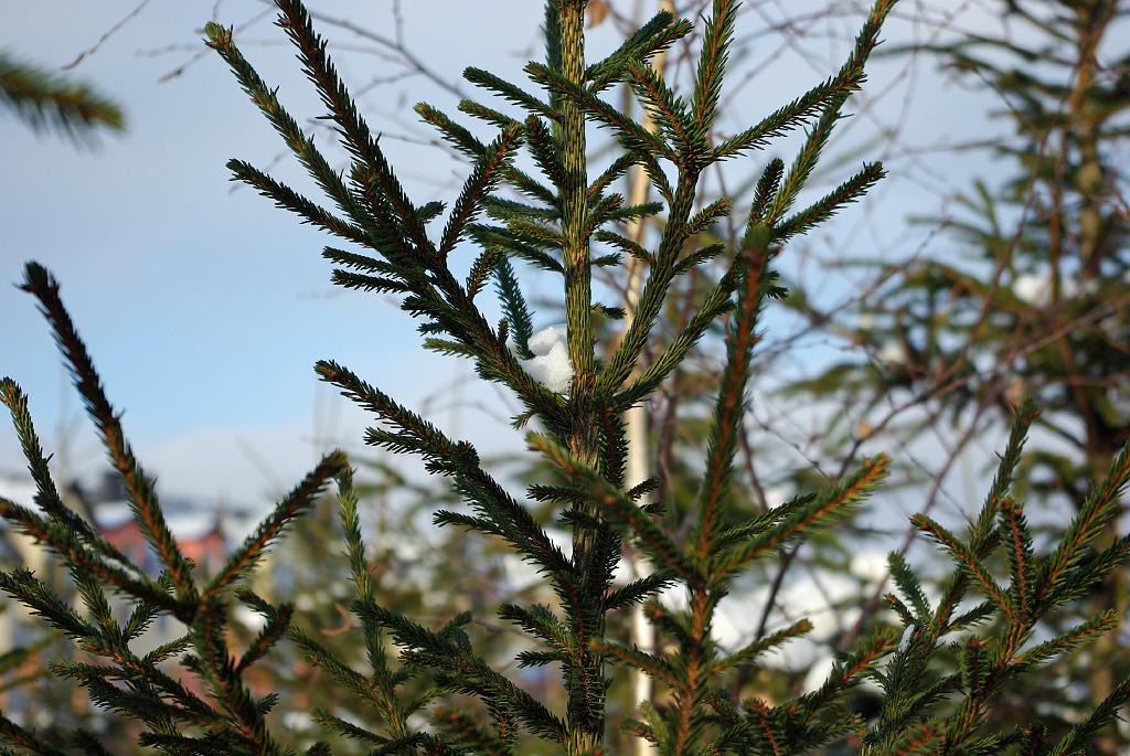 IMGP3713.jpg